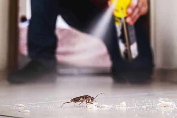 Wasp Removal Services in Hypoluxo, FL